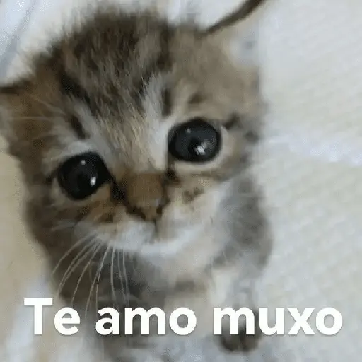 figurinhas de amor ❤️🤣 9