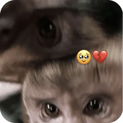 🐒 واکنش‌های میمون‌ها 🐒 9