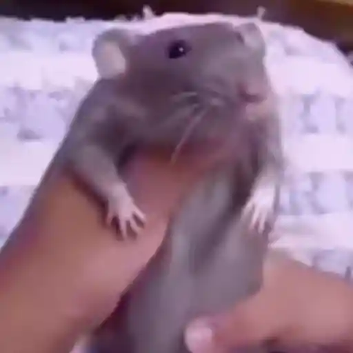 🐀 RATITAS PAL CHAT 🐀 1