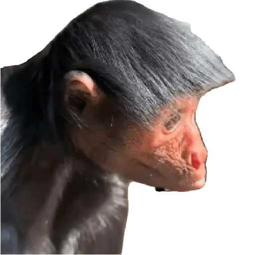 Memes 32 19