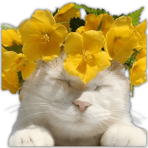 🌻💐 Жуто цвеће 3 💐🌻  11