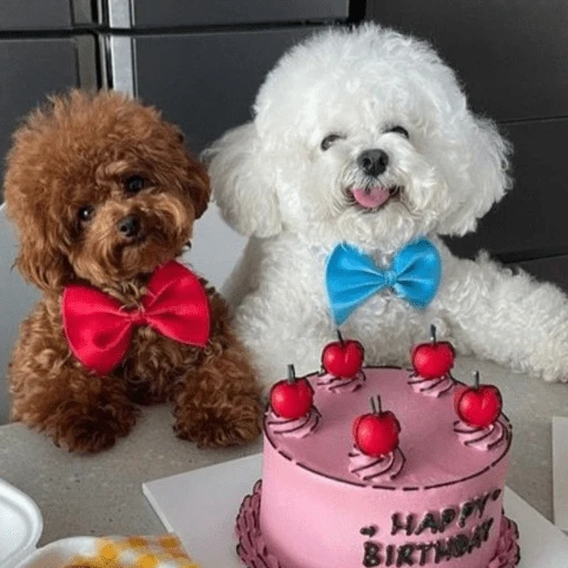 🐶 TÚ Y YO VERSIÓN PERRITOS 🐾 1
