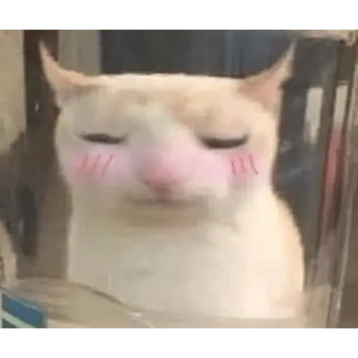 Memes gatitos #3 🐱✨🌷 10