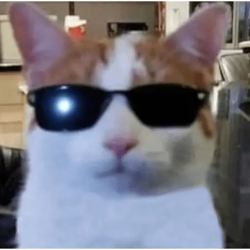 Memes gatitos #3 🐱✨🌷 23