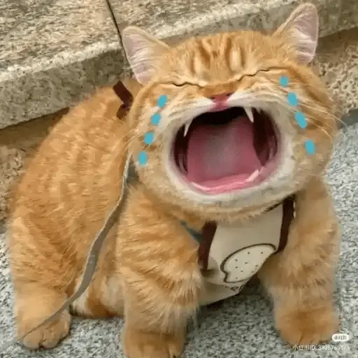 Gatos Random 2😼🪷 7