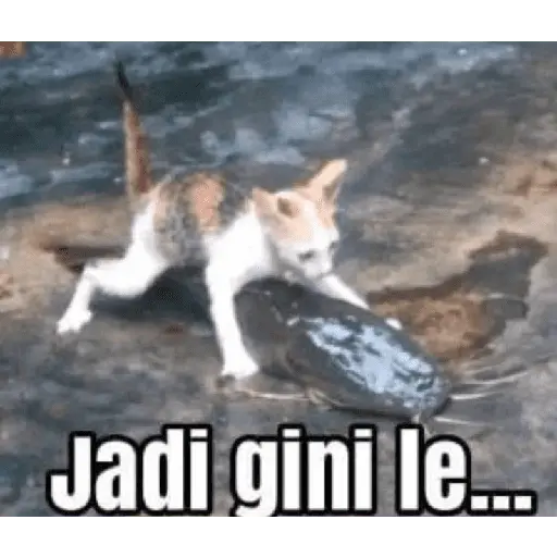 meme kucing 5
