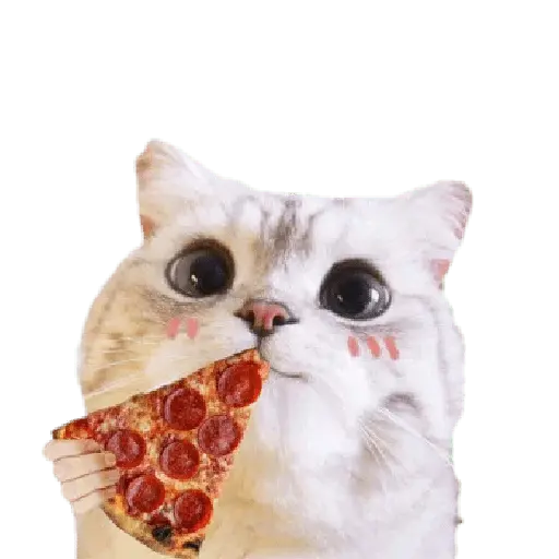 Michis random🐈🐈⬛ 7