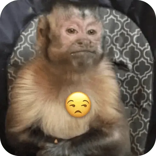 🐒 واکنش‌های میمون‌ها 🐒