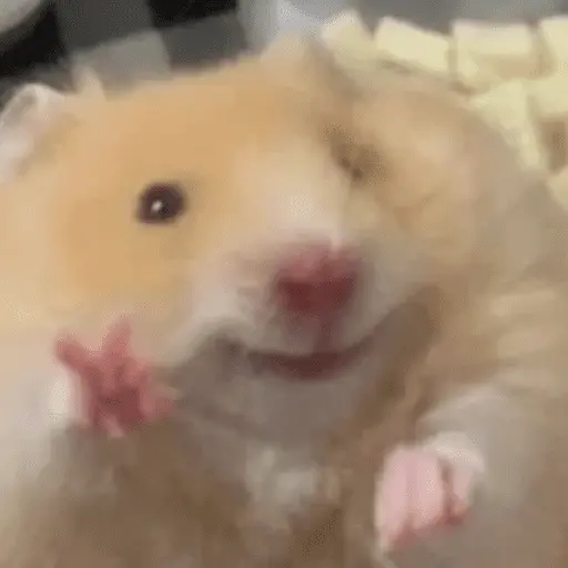 🐹 HAMSTERS MOODCITOS 🐹 8