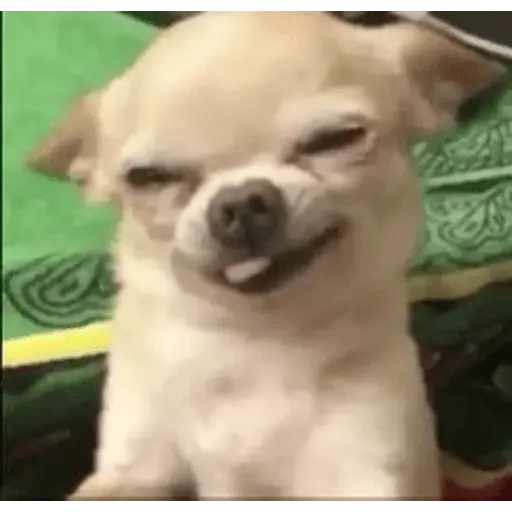 🐶 CHIHUAHUAAA 🎶 10