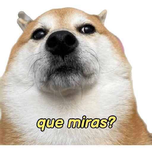 perritos memes 🐕 2