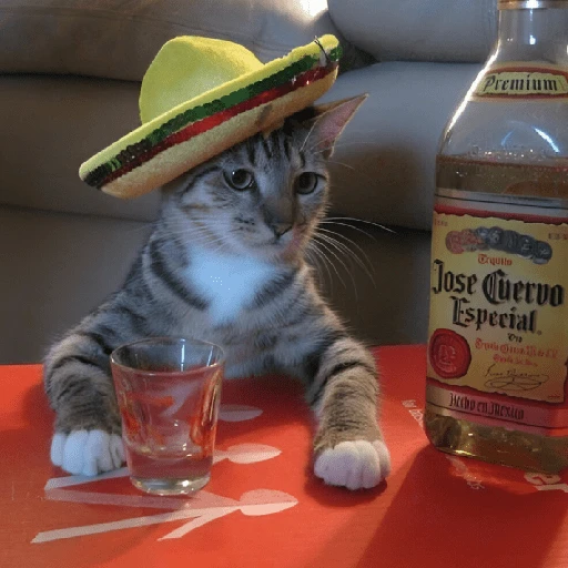 Mariachi Cats🤠😺✨ 11