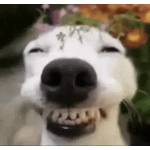 Perros Reacciones🐕🦴 22