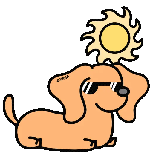 Perro Bachicha 7