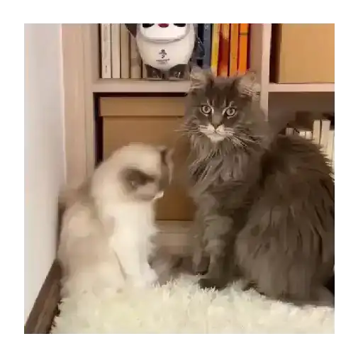 Horny Cats 🐱❤️ 7