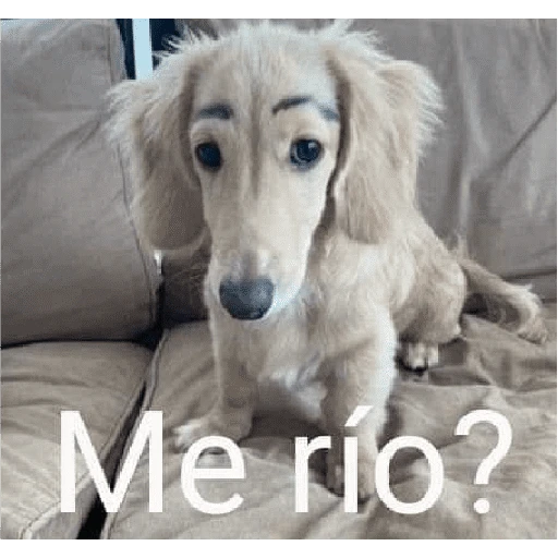 Waos - Perro con cejas🐶 11