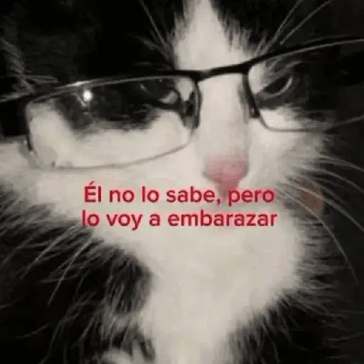 Gatos con frasecitas💬🩷 7