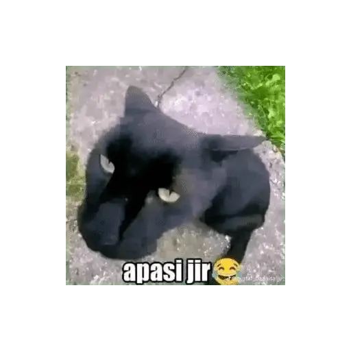 meme kucing 14