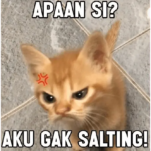 meme kucing 6