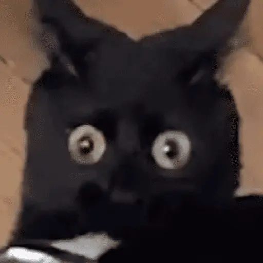 Gatinhos memes 5