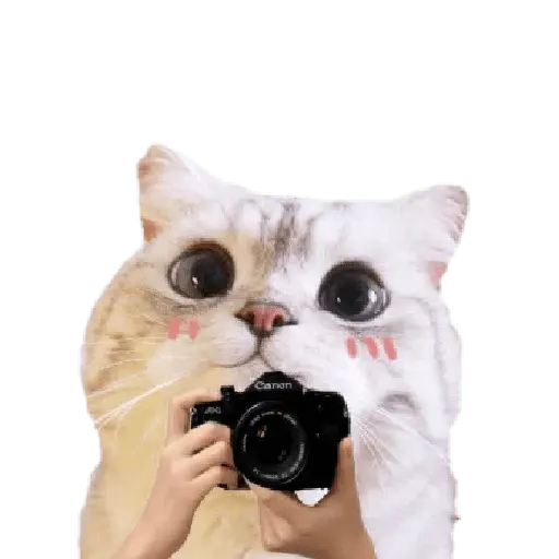 Michis random🐈🐈⬛ 15