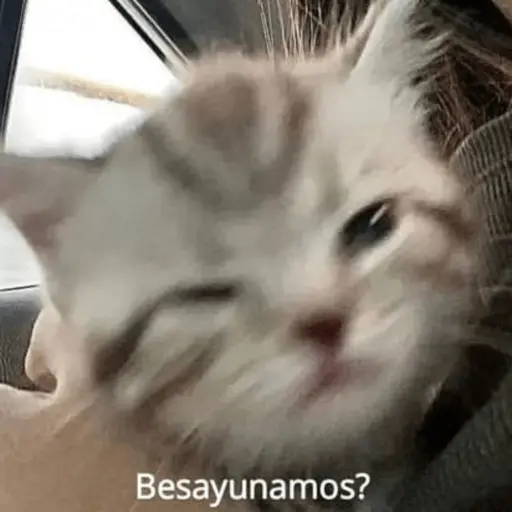 Michis Para Contestar 🐈⬛ 11