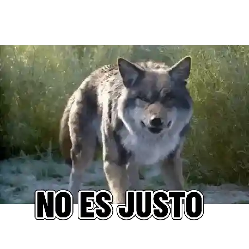 En modo de defensa estoy 🛡️ 6