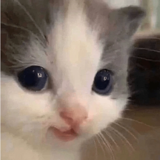 Sabes que te falta? Estos 😸 11