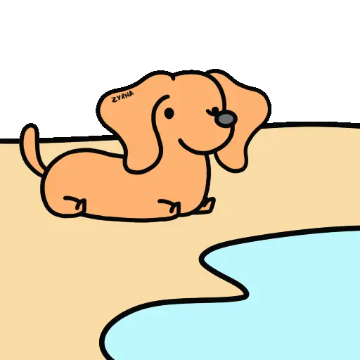 Perro Bachicha 8
