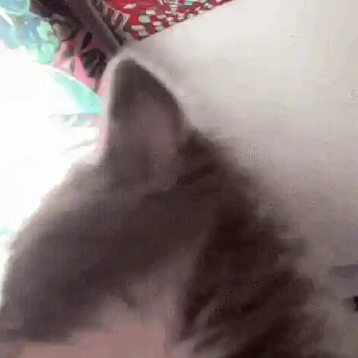 😻 Michis RANDOM🐾 10