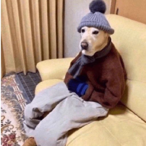Perritos que tienen frío❄️✨ 14