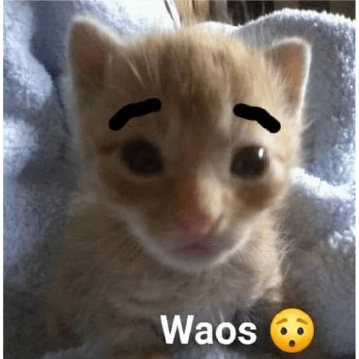 Waos - Perro con cejas🐶 9