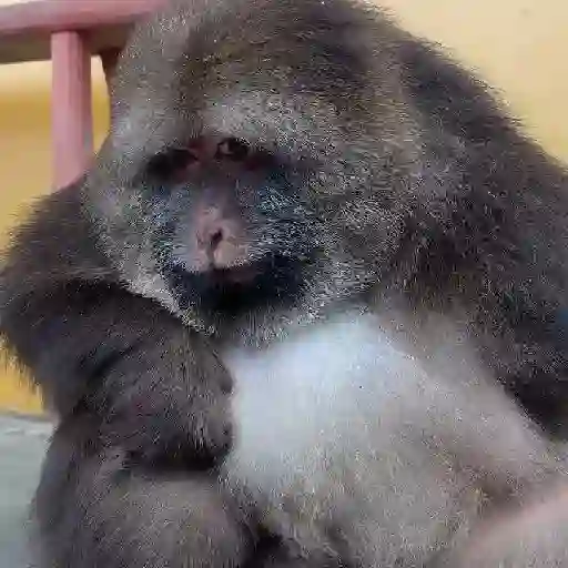 monkeys 🐒💗✨ 25