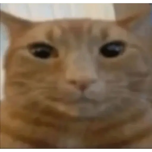 Memes gatitos #3 🐱✨🌷 17