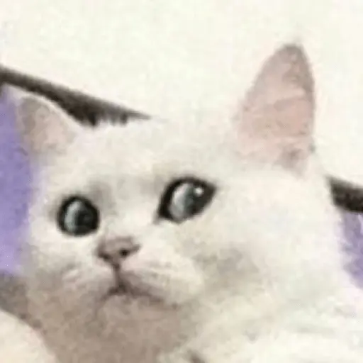 Memes gatitos #3 🐱✨🌷 18