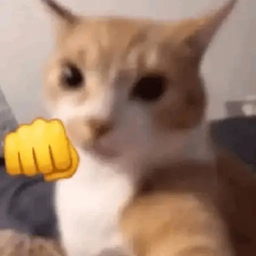 Gatinhos memes 4
