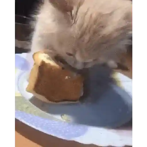 Cariñositos Bonitos 😻😻 2