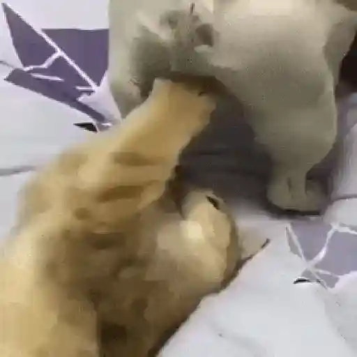 Cariñositos Bonitos 😻😻 3