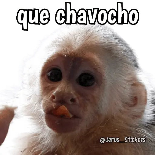 Monos y frases 💬🙊 11