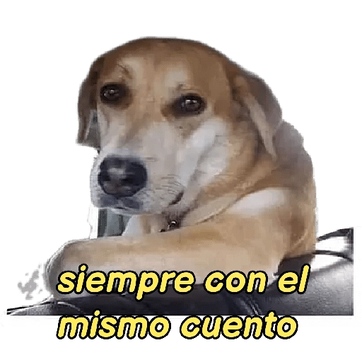 perritos memes 🐕 13