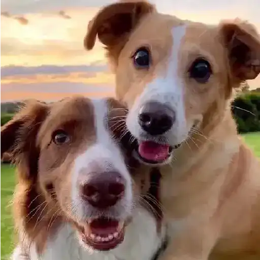 Cats and Dogs🐱💙🐶 8