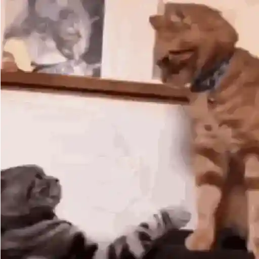 Cats and Dogs🐱💙🐶 10