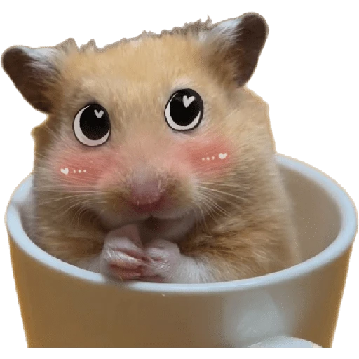 Hamsters ❤️ 12