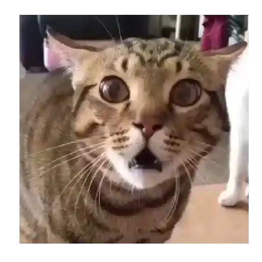 Horny Cats 🐱❤️ 14