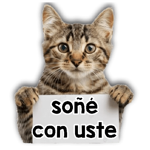 Michi mensajes gatito 🐱📩 3
