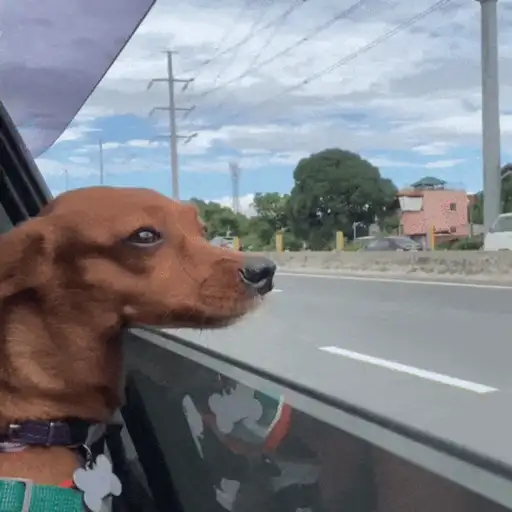 🚘 VOY LLEGANDO 😎 11