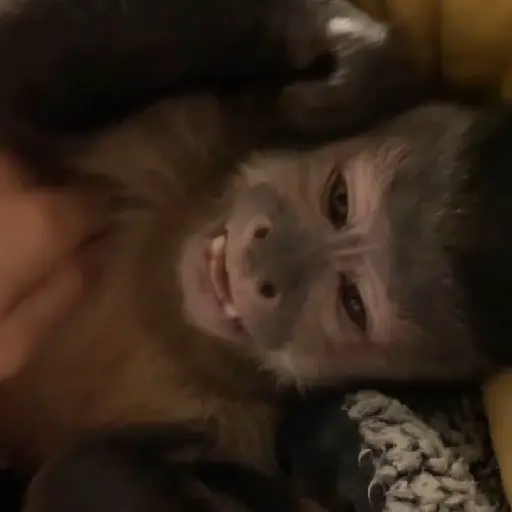monkeys 🐒💗✨ 1