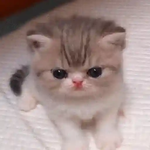 Gatos Equis😸💢 28