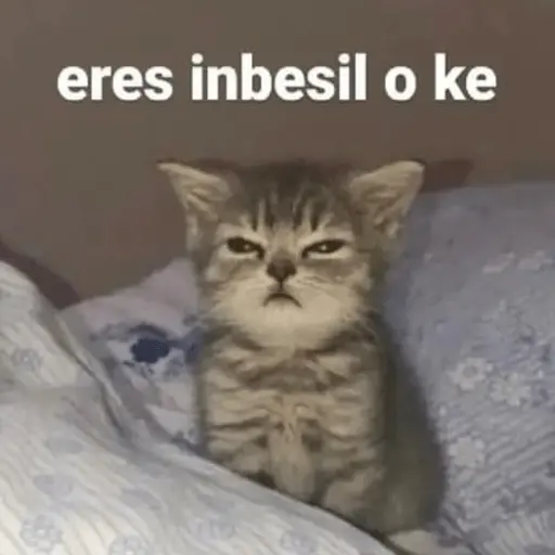 Michis Para Contestar 🐈⬛ 4