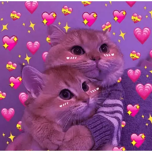 รักลูกแมว 😺💘💞 7